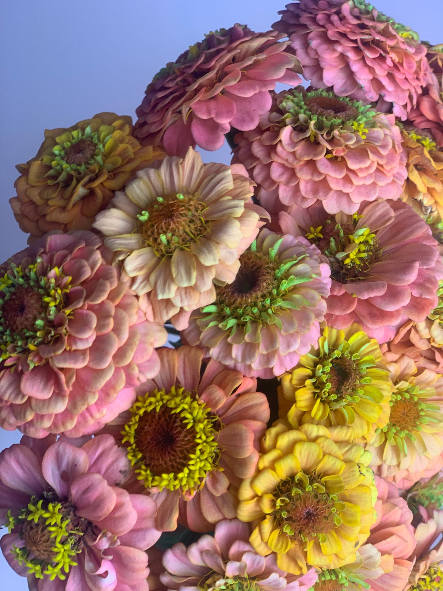 ZINNIA BUNCH Oklahoma Salmon/Pink Mix