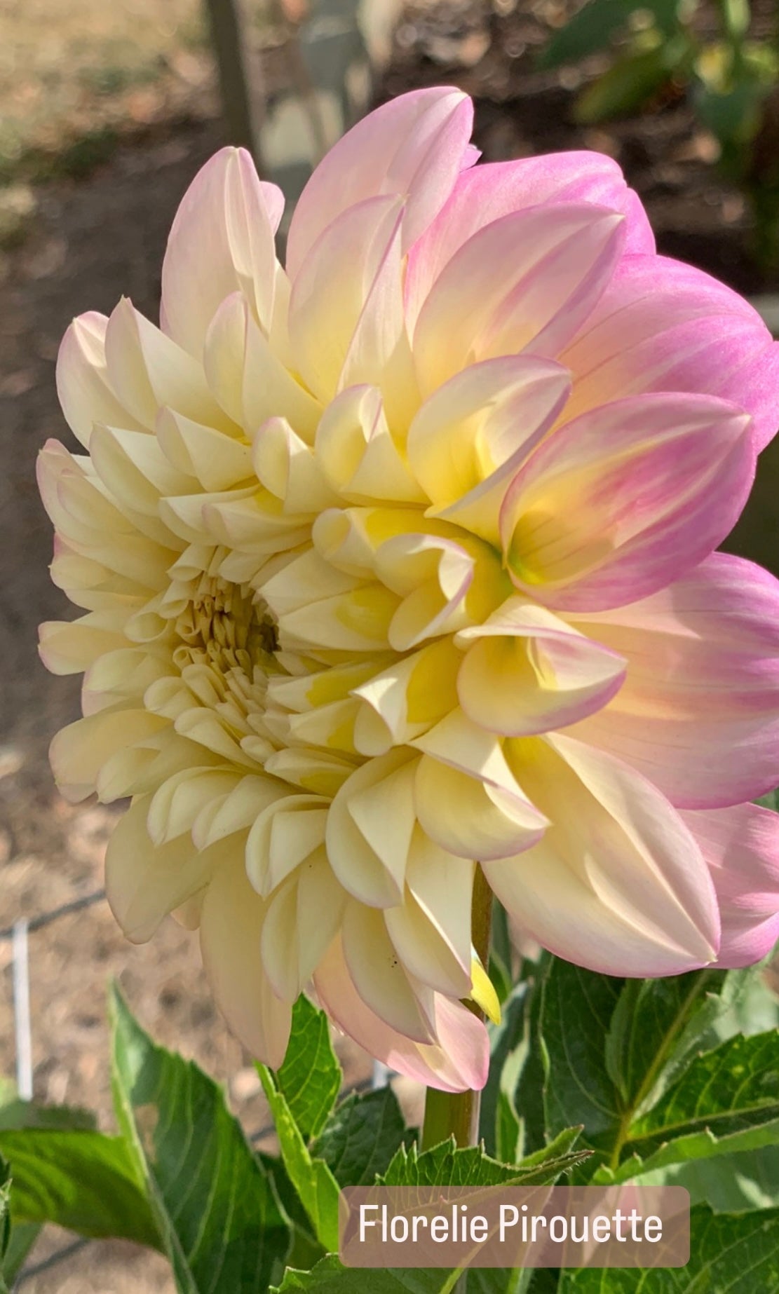 Florelie Pirouette