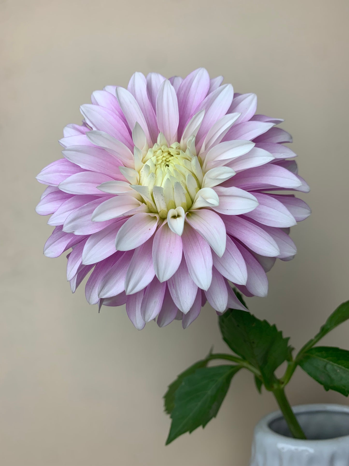 Clara THORA