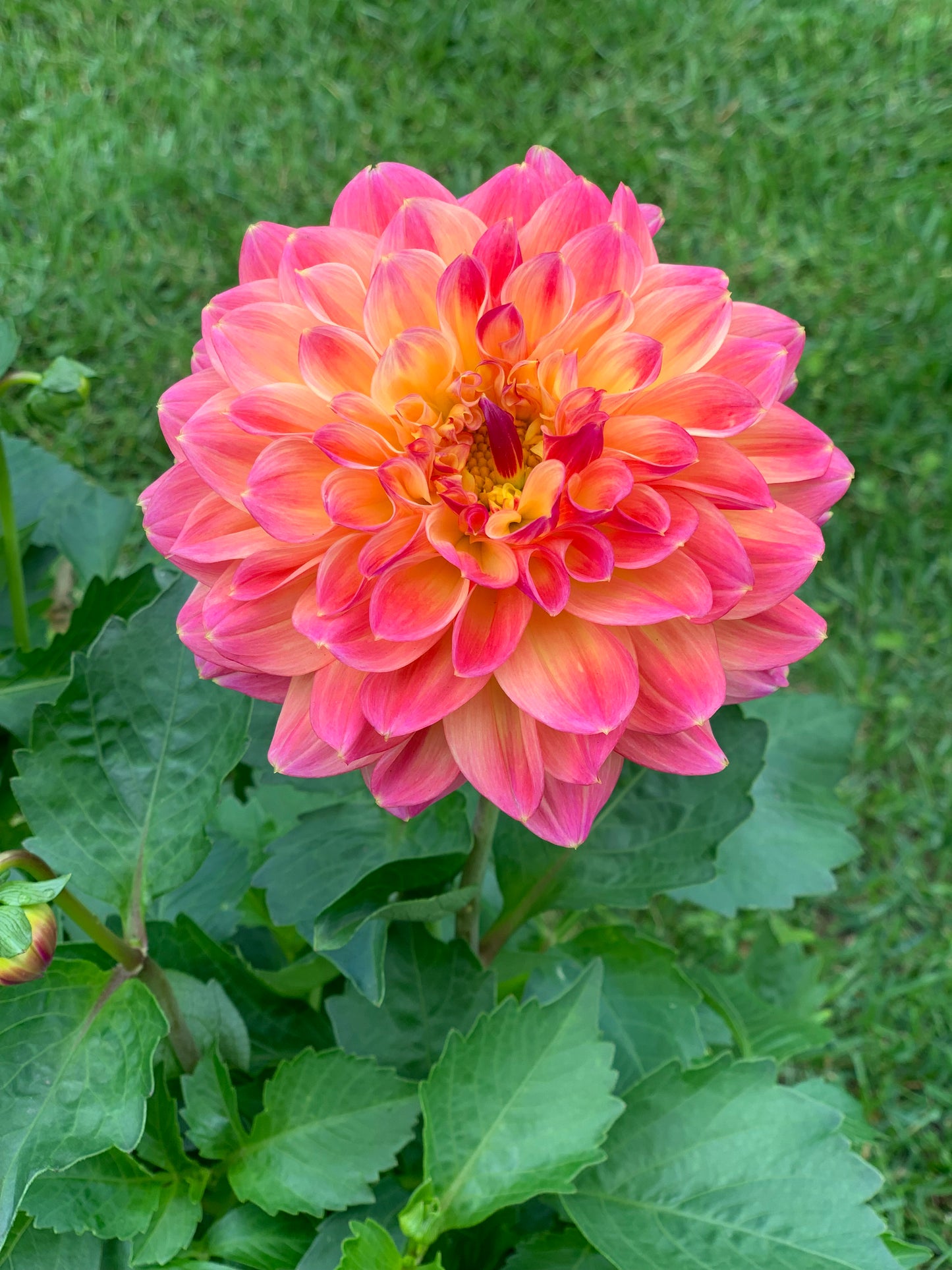 Tropical Punch