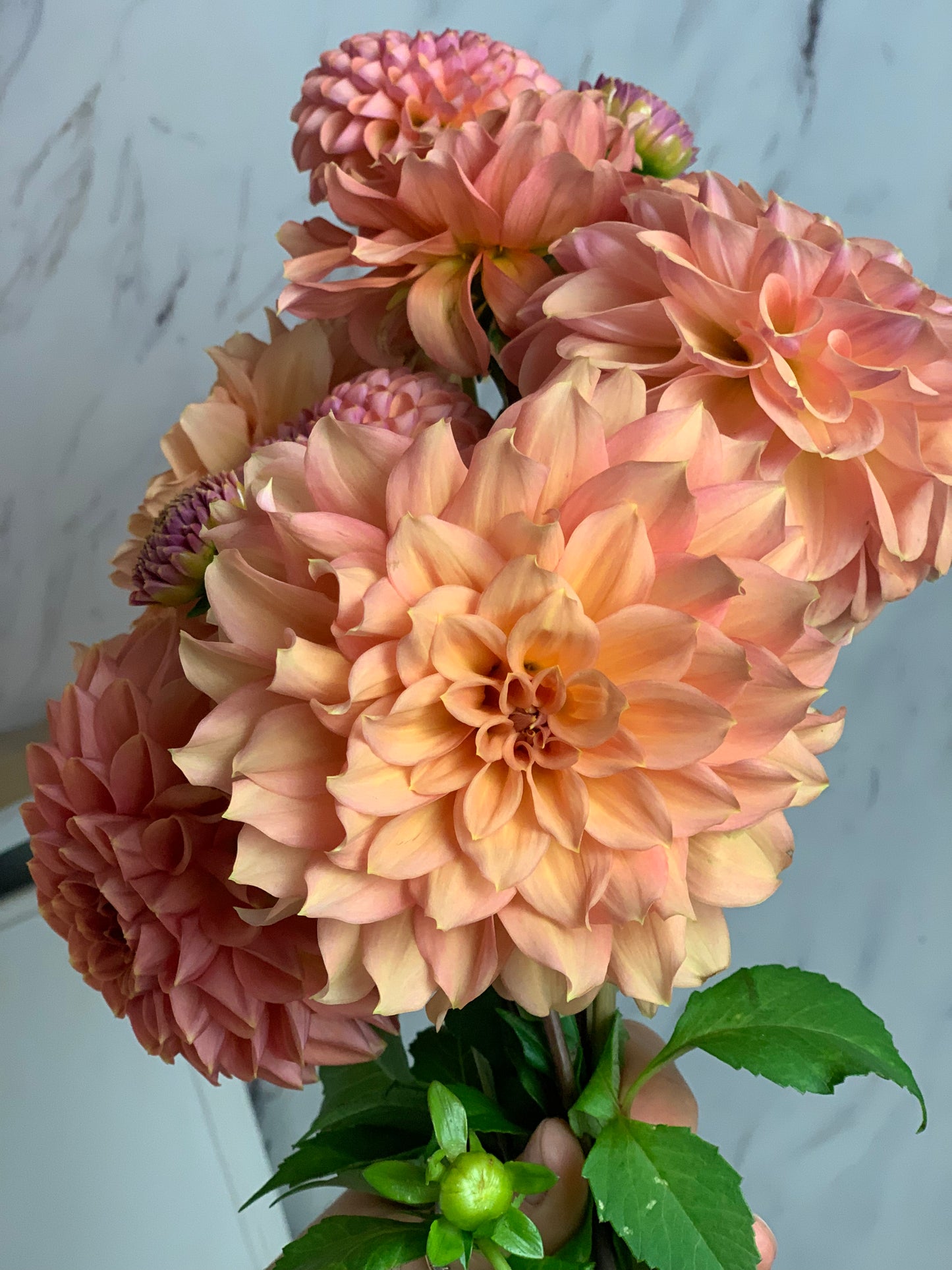 African Peach