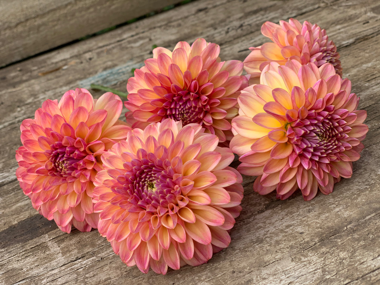 Florelie Harmony