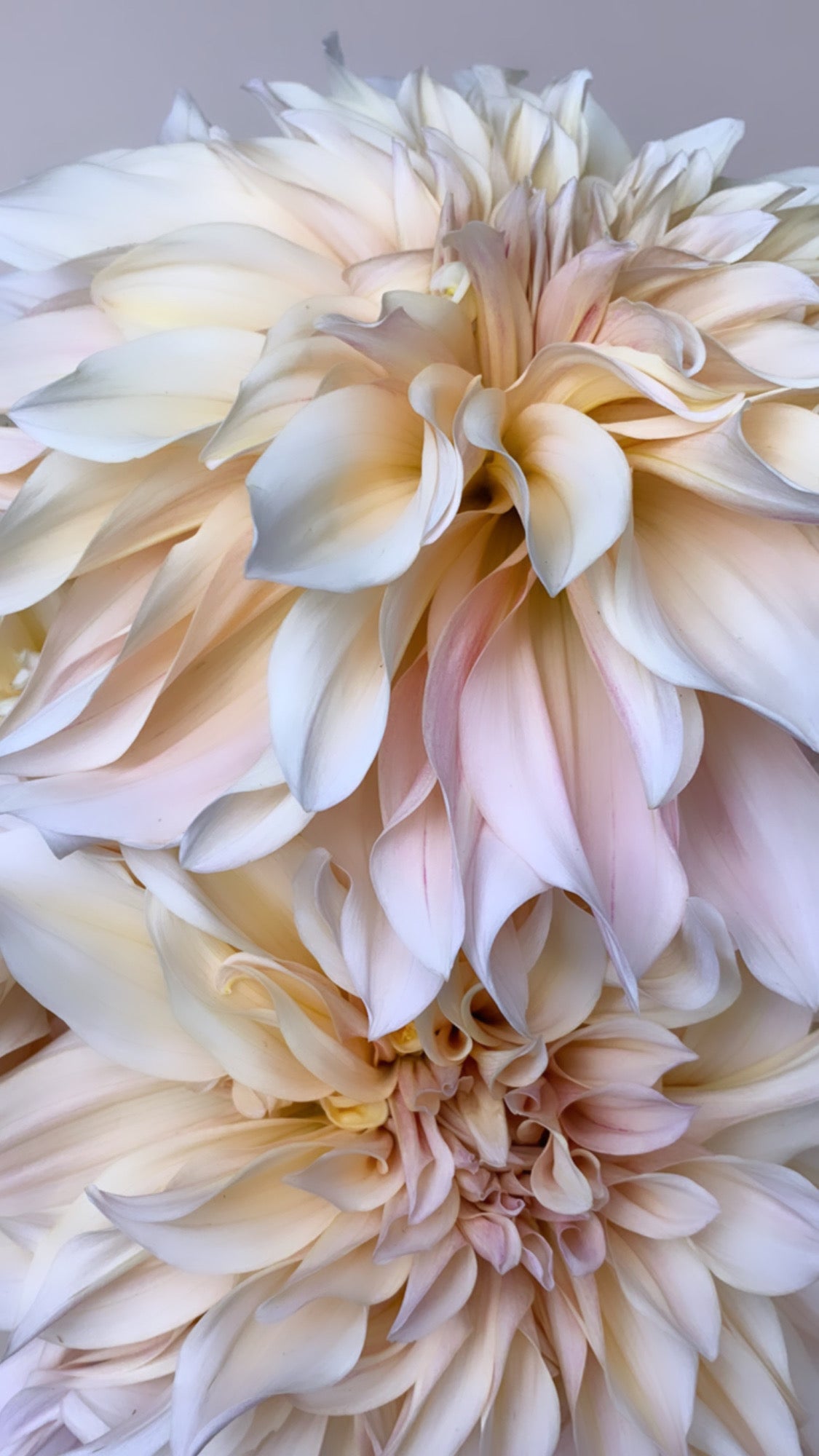Cafe Au Lait