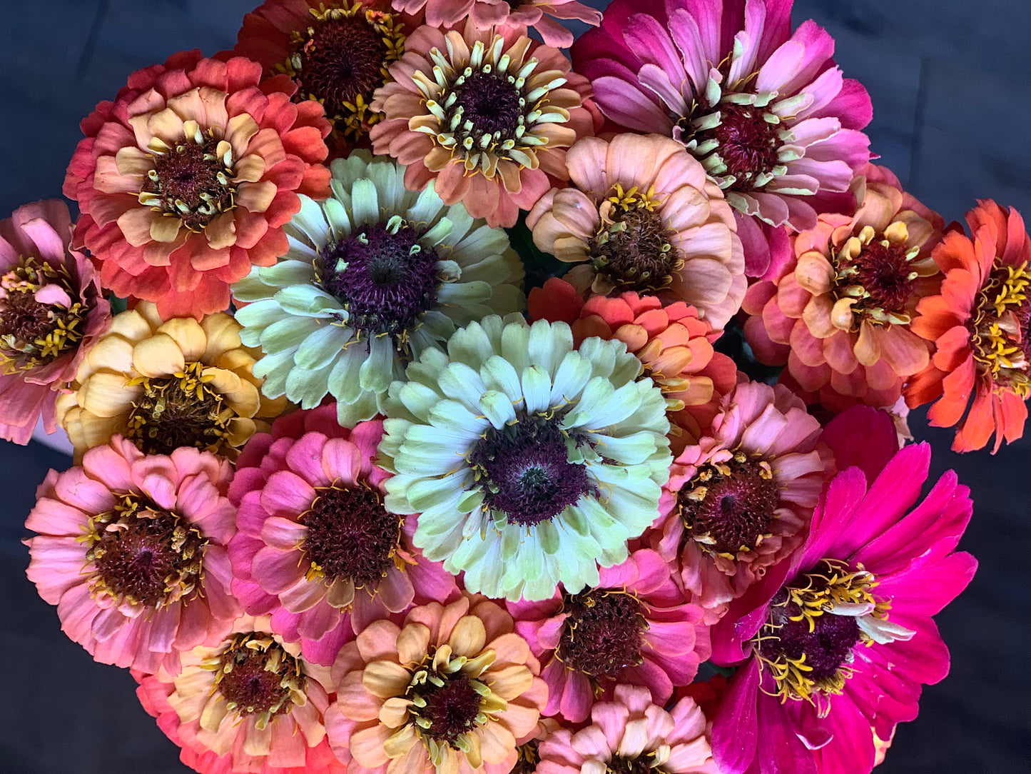 Zinnia SEED