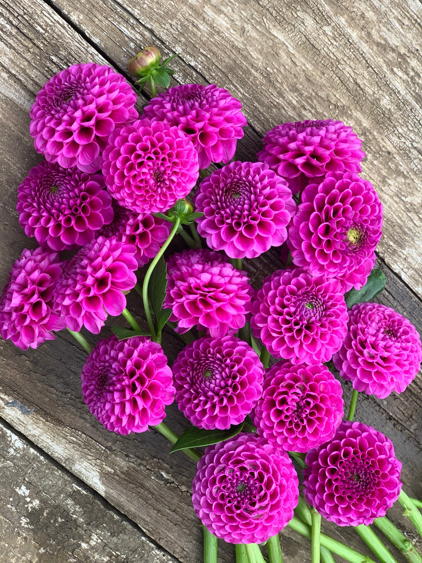 Florelie Hayley
