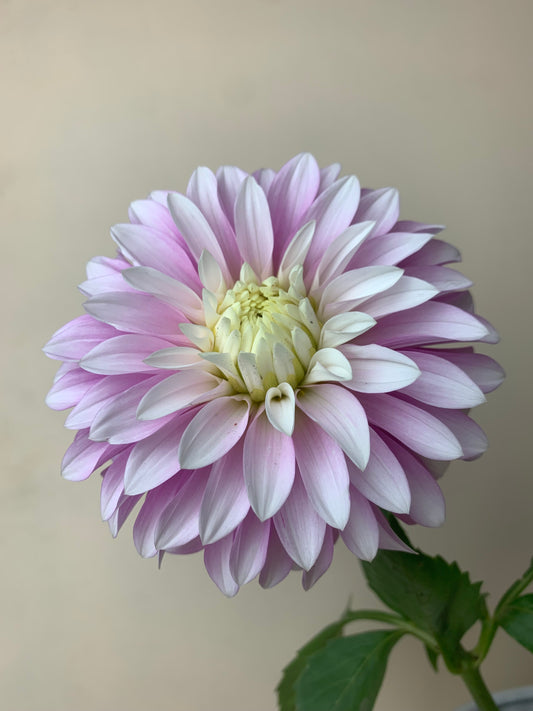 Clara THORA