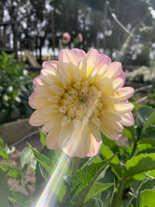 Florelie  Pirouette