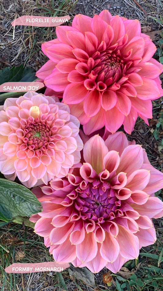 Florelie Guava