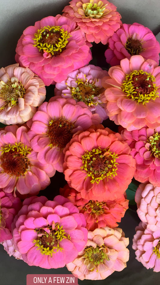 Zinnia SEED