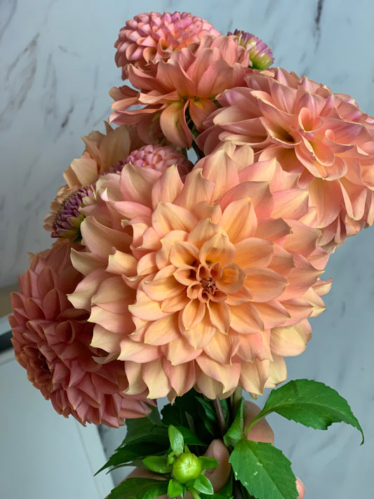 African Peach
