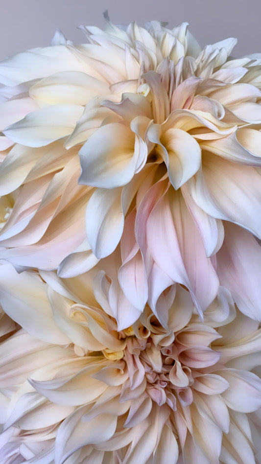 Cafe Au Lait