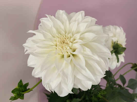 Florelie Whipped Cream