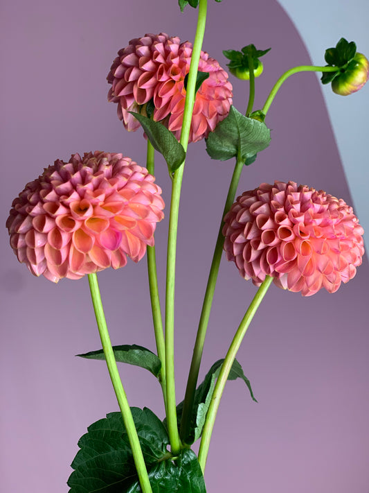 Little Peaches