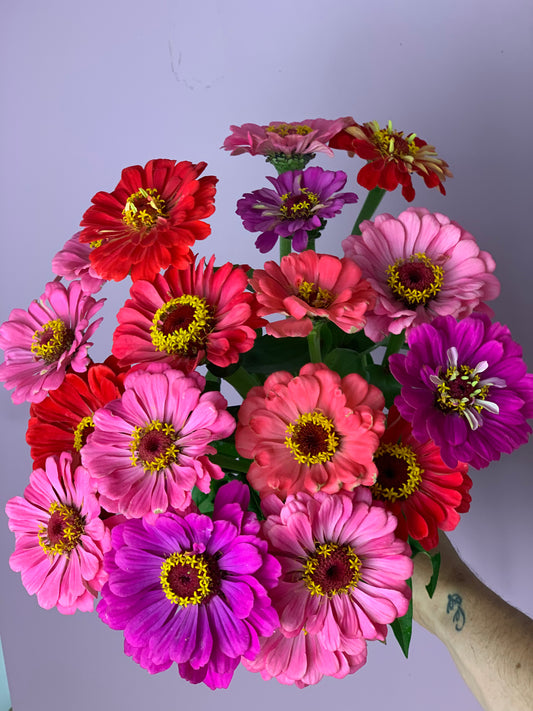 Zinnia SEED