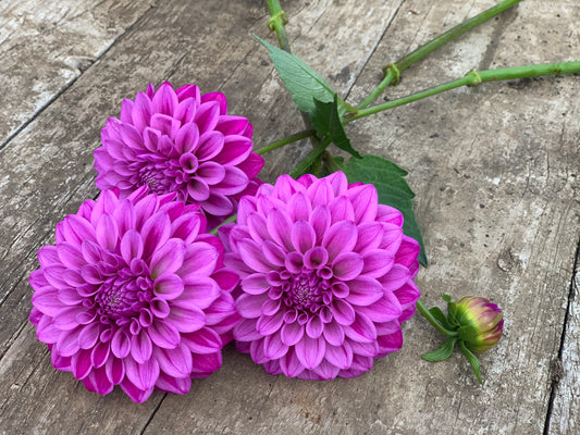 Florelie Jeanette