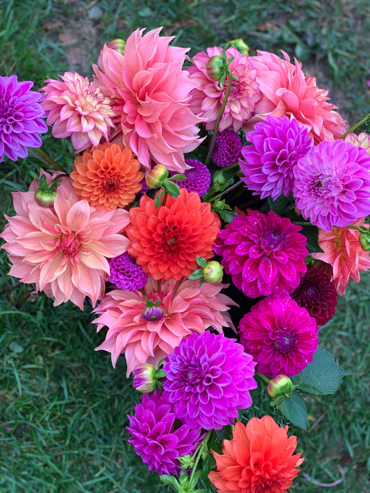 X5 TUBERS (RANDOM SELECTION)