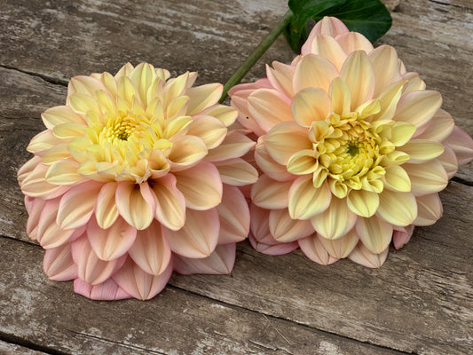 Florelie Kindess