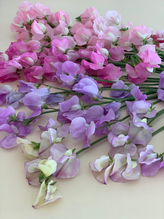 SEED Sweet Pea